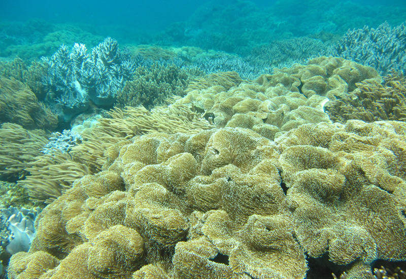 北谷サンゴのお花畑 沖縄青の洞窟でのシュノーケリング